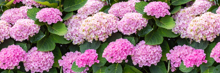 Hydrangea pink flowers, hydrangea bloom in nature, background wallpaper panorama banner