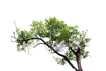 Tree plant isolated background