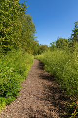 A Hiking Trail In The Woods During Summer