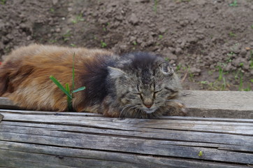 Obraz premium Cat