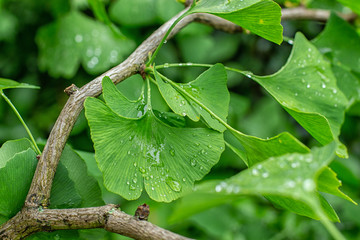 Green leaves of ginkgo biloba with raindrops close-up