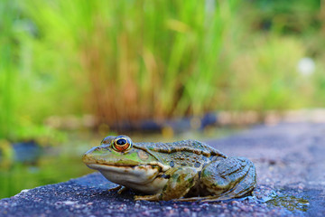 GRENOUILLE