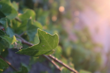 green leaves of a tree