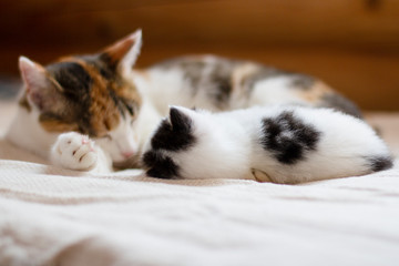 cute little kitten with a spot in the form of a quatrefoil comfortably sleeps next to mom cat