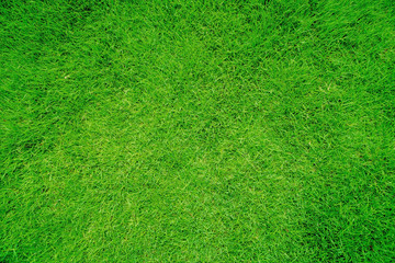 Plakat Green grass texture background, Green lawn, Backyard for background, Grass texture, Green lawn desktop picture, Park lawn texture.