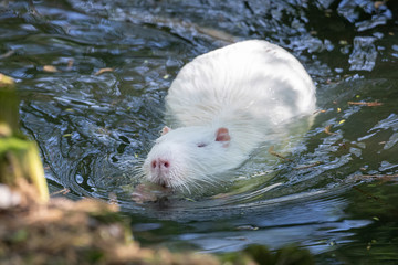 Ein schwimmender albinotischer Nutria in der Frontale