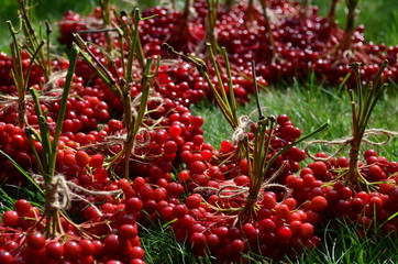 red berries of viburnum on the green grass