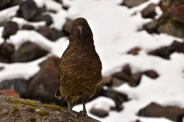 Kea in Milford Sound, New Zealand