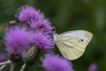 butterfly on flower