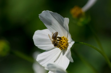 Fototapeta premium bee insect on flower. macro
