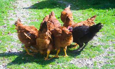 chicken group eating corn