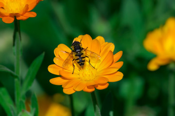 bee insect on flower. macro
