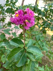 flowers in the garden
