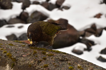Kea in Milford Sound, New Zealand