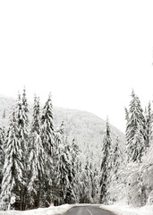 a road among trees covered with snow