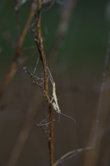 사마귀. 부화. 곤충. 