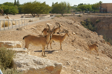 Nubian ibex (Capra nubiana sinaitica) on outskirts of kibbutz Sde Boker in Negev desert of southern Israel