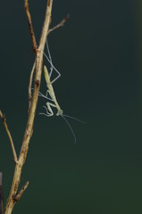 사마귀. 부화. 곤충. 