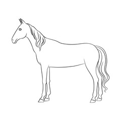Vector design of steed and white icon. Collection of steed and hoofed stock vector illustration.