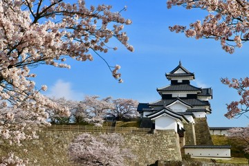 桜と小峰城（福島県・白河市）