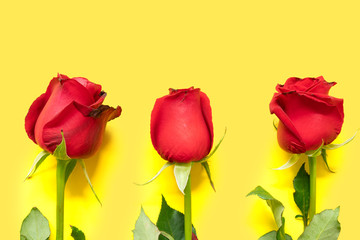 Three red roses on yellow background