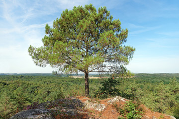 Belvedere of the Fontainebleau forest in the french Gâtinais regional nature parkhikinf