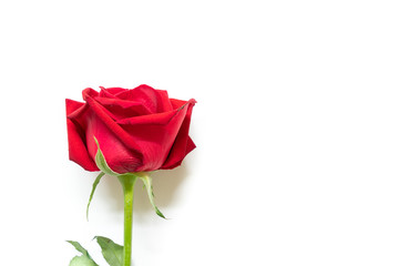 Bloom red rose on white background