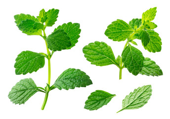 Melissa collection, lemon balm leaves isolated on white background