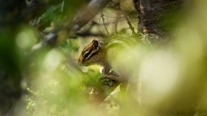 Chipmunk sitting on a branch photo through the leaves of trees in the summer