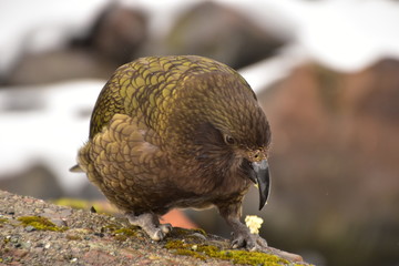 Kea in Milford Sound, New Zealand