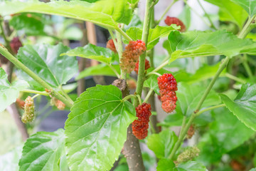 Fresh organic black and red mulberry fruit bunch on plant,sweet and sour herb for eat and juice,selective focus