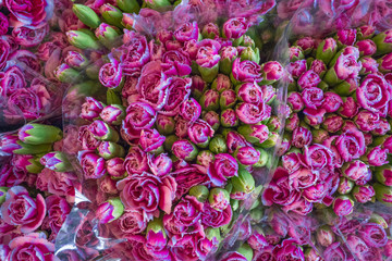 Violet and purple carnations spray bouquet flower is blooming at flower market,nature pattern background,selective focus