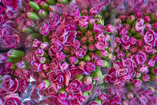Violet and purple carnations spray bouquet flower is blooming at flower market,nature pattern background,selective focus