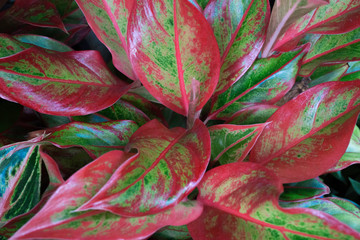 Fototapeta premium Green and pink leaf nature background,Red aglaonema foliage ,exotic tropical leaf,Sacred tree,lucky tree