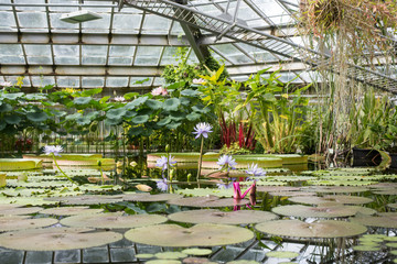 Water lilies Orangerie