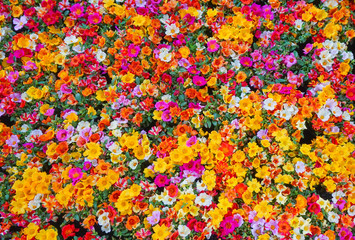 Fototapeta na wymiar Portulaca Grandiflora multi color flowers blooming in garden,top view background,Rose jepun, Portulacaceae,Portulace grandiflora,Rosemoss