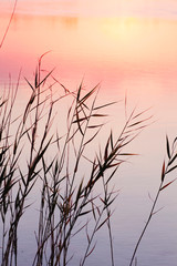 Fototapety  Trawy podmokłe na brzegu jeziora