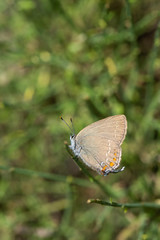 butterfly on leaf