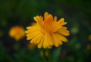 Summer flowers in the garden 