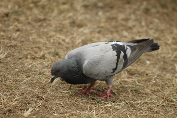 white pigeon on the ground