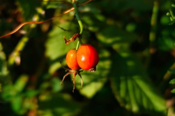 Früchte von Rosa canina, Heckenrose,
