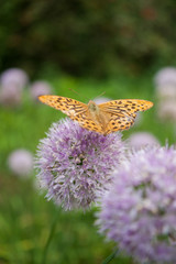 Summer flowers in the garden 