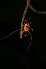 Opinion on the branch of the tree on the dark background