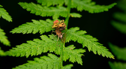 Insect on the green plant. Chrysopidae