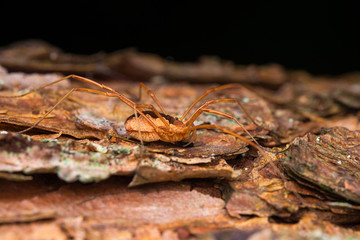 Opinion on the branch of the tree on the dark background