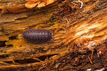 Piglet of land / Armadillidium vulgare