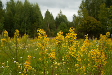 Fototapeta premium Summer flowers in the garden 