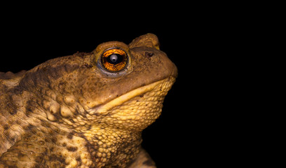 The frog in the wild nature
