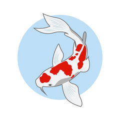 koi fish illustration vector design template