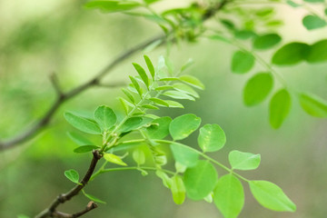 Fototapeta na wymiar Green young fresh leaves of acacia in spring